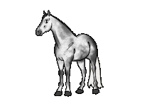 Horse Sticker