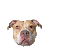 pit bull love Sticker by Sophie Gamand