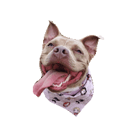 Dc Comics Sticker by Geekster Pets