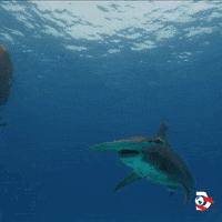 Cheers Tea GIF by Shark Week