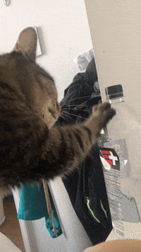 Kitty's AM wake up call