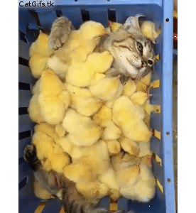 youtube http GIF