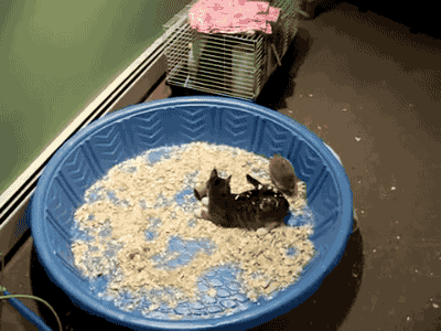 cat hedgehog GIF