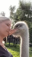 Ostrich and Owner Share Intimate Moment at Petting Zoo