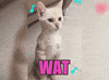cat what GIF by Pamily