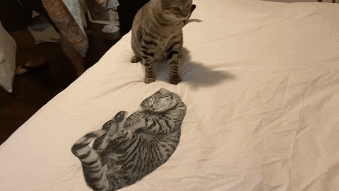 cuteanimalland giphyupload GIF
