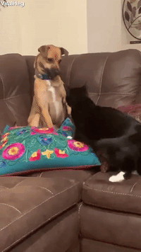 Dog Playing with Cat Puts Paws Up