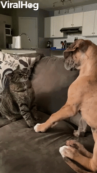 Cat and Dog Pals Pester with Paws