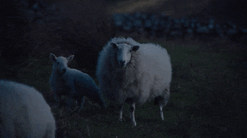 scary movie cow GIF
