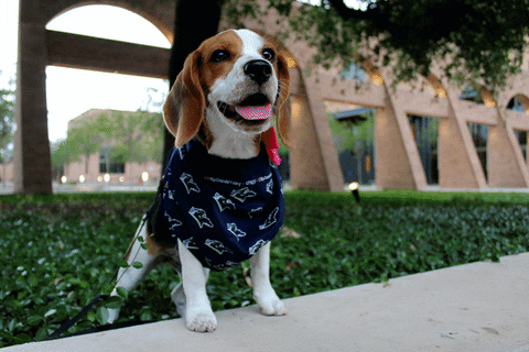 pretty dog GIF by The University of Texas Rio Grande Valley