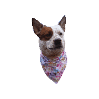 My Little Pony Sticker by Geekster Pets