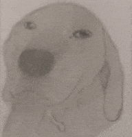 jUrUsenpai dog rizz GIF
