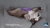 puppy bulldog GIF by Andrea
