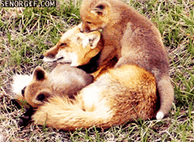 foxes cuddling GIF by Cheezburger