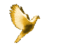 pigeon STICKER