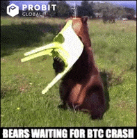 Bear Crypto GIF by ProBit Global