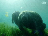 Blue Carbon GIF by CNN