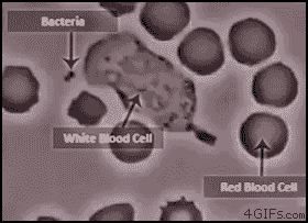 blood cell GIF