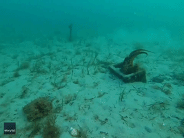 Pale Octopus Pair Mate in Fascinating Deep Sea Footage