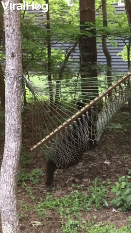 Bear Has a Relaxing Swing in Backyard Hammock