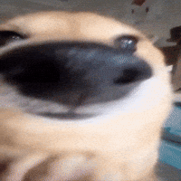 Dawg GIF