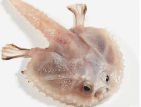 yaronzilberstein giphygifmaker GIF