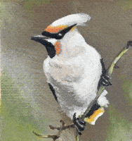 Finch Bird Watching GIF