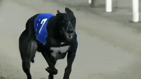 arifhussain6478 giphyupload GIF