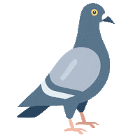 RaakelPuukko bird walking pigeon birdwatching Sticker