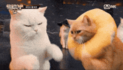 Show Me The Snack GIF