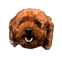 happy dog Sticker by Soko Glam