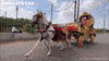 Horse Vehicle GIF by Namaste Car