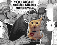 Funny Cat GIF