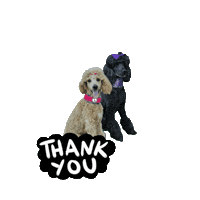 Sta Sticker by Caravan of Paws