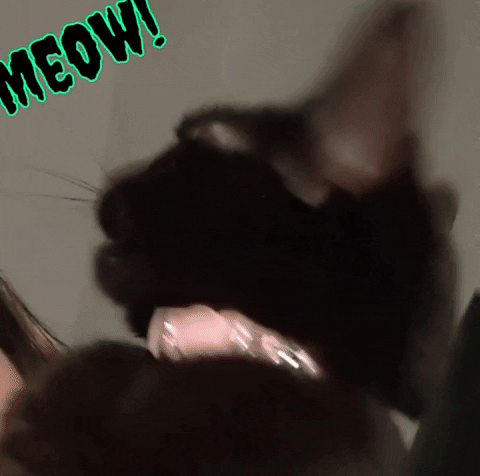 Angry Black Cat GIF
