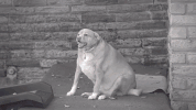 GIF by Animal Planet