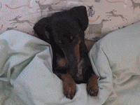Crusoegifs snow day snowday no school crusoe dog GIF