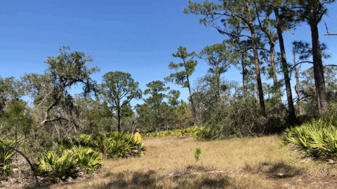 vanessalhenry24 giphygifmaker nature florida research GIF