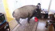 buffalo GIF