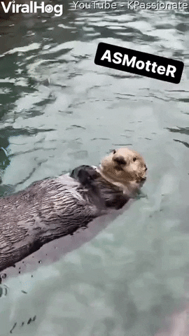 Otter Claps And Taps For Clams GIF by ViralHog