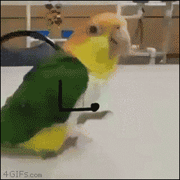 Video gif. A parrot is walking on a table and it's been edited to have hands at its side. First, the parrot is marching with its hands in a steady walk then it beings to bounce with its hands in the air.