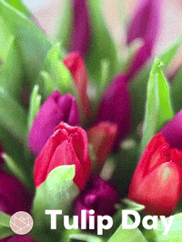 Flower Color GIF