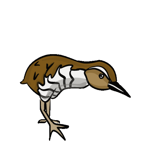 kingandrail koko guam king and rail koko bird Sticker