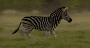 Zebra GIF