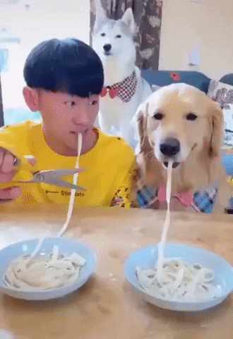 Eating Contest Dog GIF by swerk