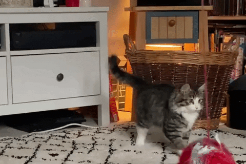 andrewdoughtyfee7 kitten walking GIF