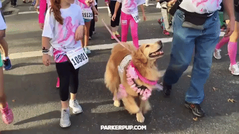 golden retriever dog GIF