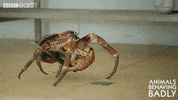 hungry wildlife GIF by BBC Earth