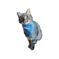 Baby Yoda Star Wars Cat Sticker by Geekster Pets