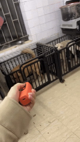 Your GIF
